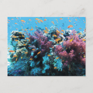 Postal Festiva Pescado Naranja tropical y coral rosa