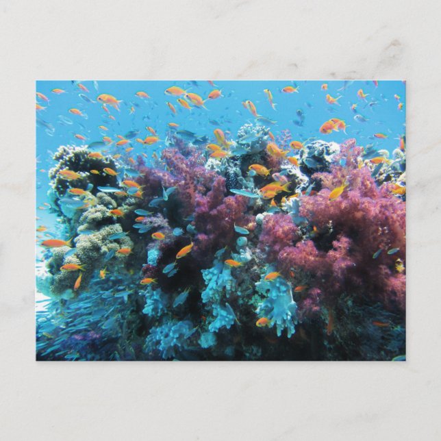 Postal Festiva Pescado Naranja tropical y coral rosa (Anverso)