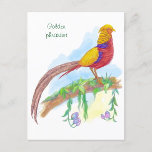 Postal Festiva Pheasant dorado de aves