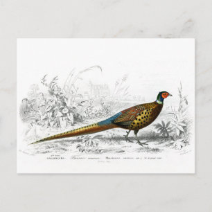 Postal Festiva Pheasant para Navidades - Ring Necl Pheasant -