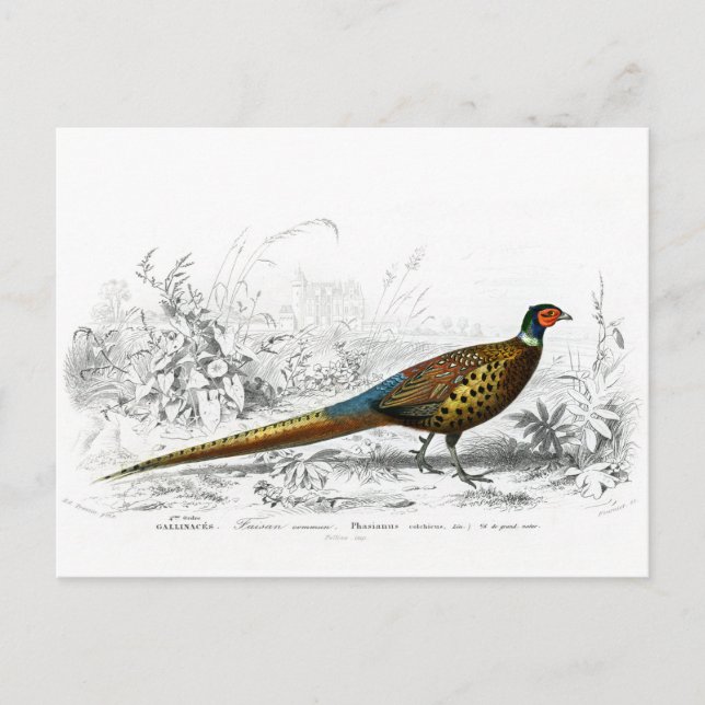 Postal Festiva Pheasant para Navidades - Ring Necl Pheasant - (Anverso)