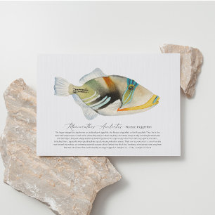 Postal Festiva Picasso Triggerfish
