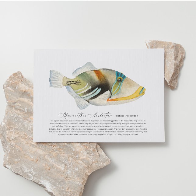 Postal Festiva Picasso Triggerfish (Subido por el creador)