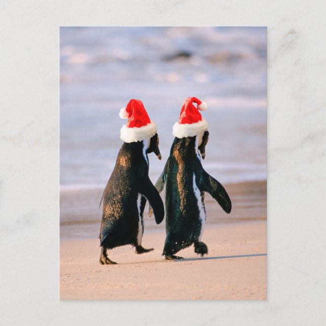 Postal Festiva Pingüinos con gorros de Santa en la playa (Anverso)