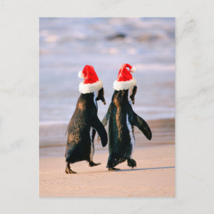 Postal Festiva Pingüinos en Santa Hats en la playa