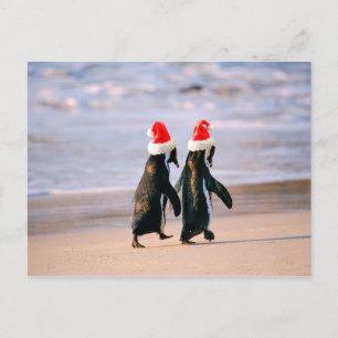 Postal Festiva Pingüinos en Santa Hats en la playa