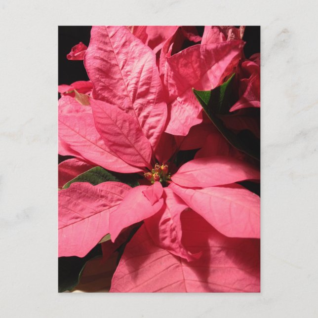 Postal Festiva Pink Poinsettia Christmas Flowers (Anverso)