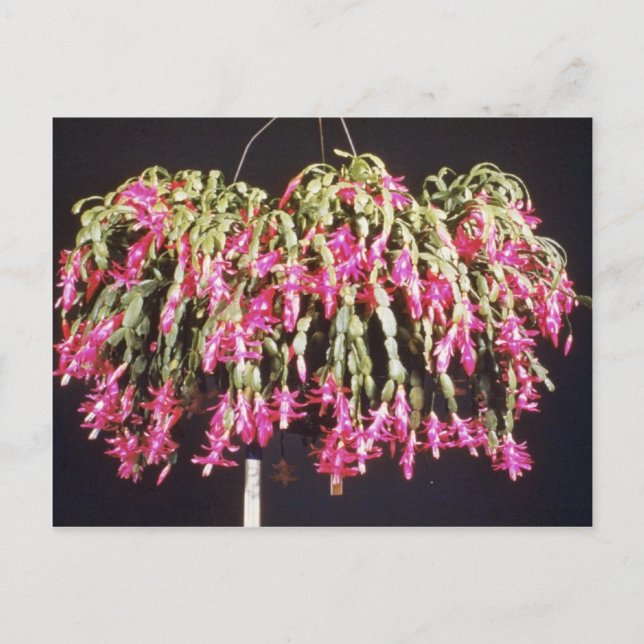 Postal Festiva Pink Schlumbergera Bridgesii (Navidades Cactus) fl (Anverso)