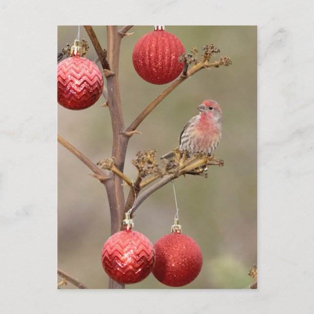 Postal Festiva Pinzón Posado alrededor de Adornos Navideños (Anverso)