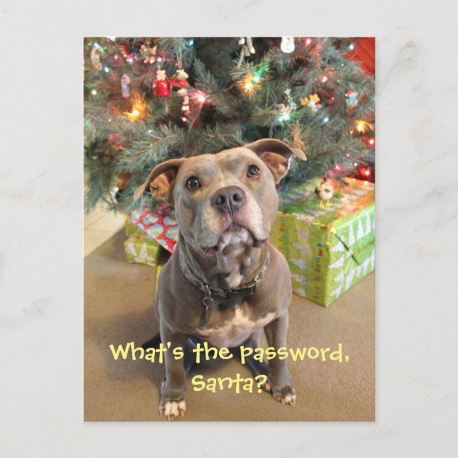 Postal Festiva Pitbull Password for Santa Christmas Postcard (Anverso)