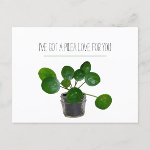 Postal Festiva Plant Pun Pilea Graciosa Postcard Valentine