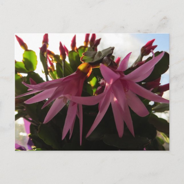 Postal Festiva Planta de Flores Cactus de Pascua (Anverso)