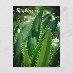 Postal Festiva Planta de jardín de hojas del mar verde pensando e