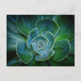 Postal Festiva Planta Evergreen