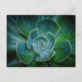 Postal Festiva Planta Evergreen