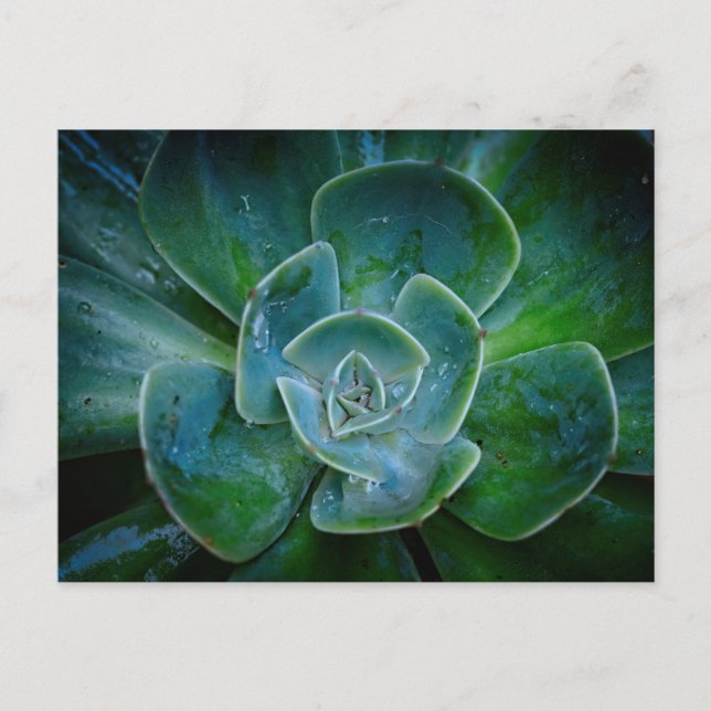 Postal Festiva Planta Evergreen (Anverso)