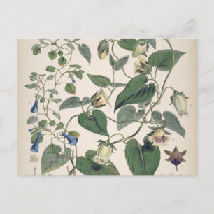 Postal Festiva Plantas de la Botánica del Himalaya