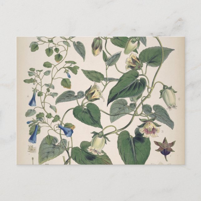Postal Festiva Plantas de la Botánica del Himalaya (Anverso)