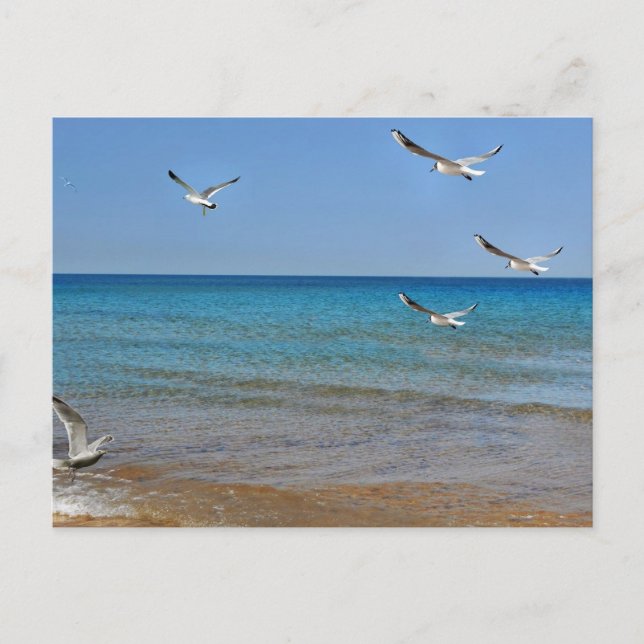 Postal Festiva Playa y gaviotas (Anverso)