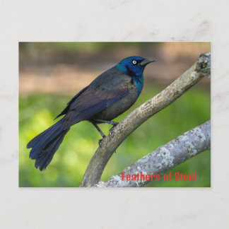 Postal Festiva Plumas de Acero. Zanate