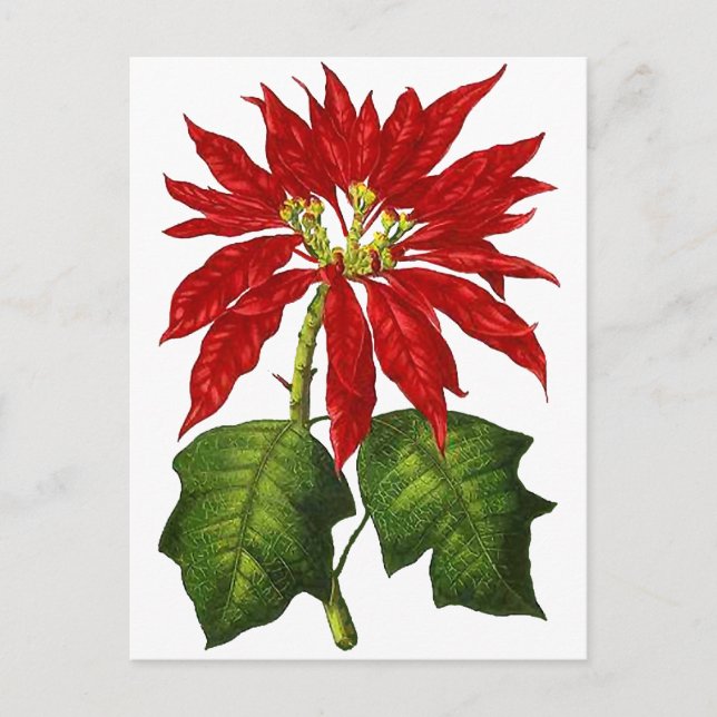 Postal Festiva Poinsettia botánica (Anverso)