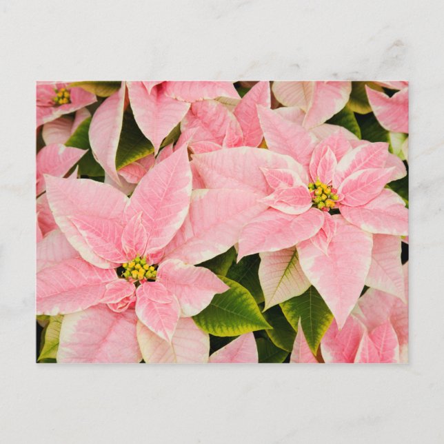 Postal Festiva Poinsettias rosadas (Anverso)