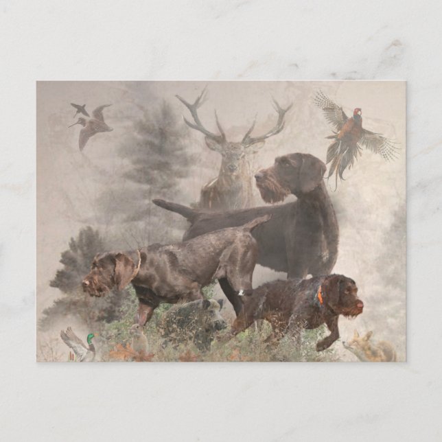 Postal Festiva  Pointer de pelo duro alemán     (Anverso)