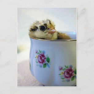 Postal Festiva Pollita en una taza de té