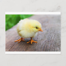 Postal Festiva Pollito de Pascua