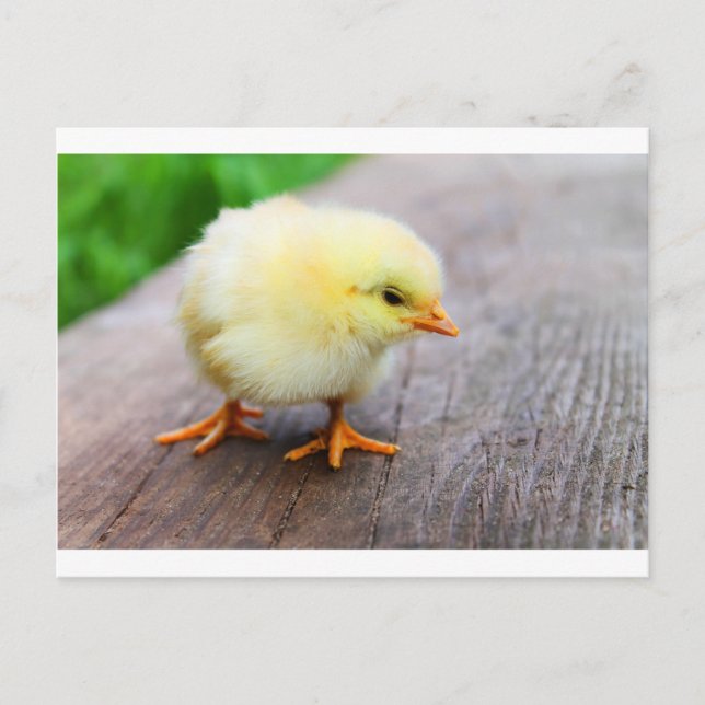 Postal Festiva Pollito de Pascua (Anverso)