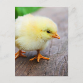 Postal Festiva Pollito de Pascua