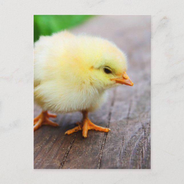 Postal Festiva Pollito de Pascua (Anverso)