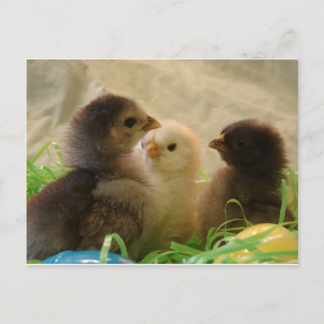 Postal Festiva Pollos de Pascua (Anverso)