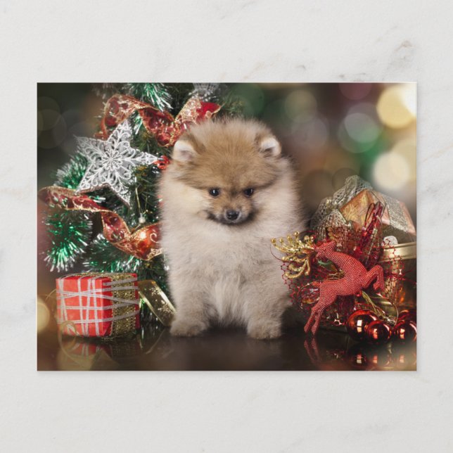 Postal Festiva Pomeranian Spitz, Navidades Cachorro (Anverso)