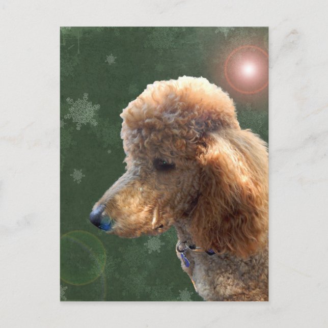 POSTAL FESTIVA POODLE PARA LAS VACACIONES (Anverso)