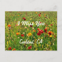 Postales: Los campos de flores, Carlsbad, CA