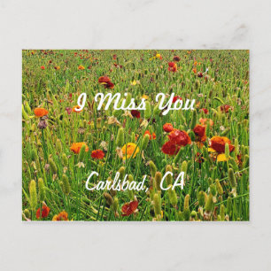 Postal Festiva Postales: Los campos de flores, Carlsbad, CA