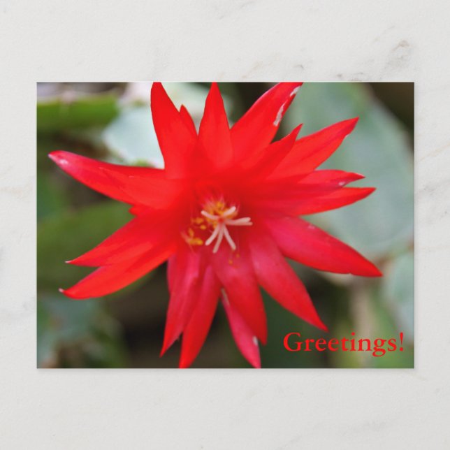 Postal Festiva Postcard - Cactus de Pascua (Anverso)