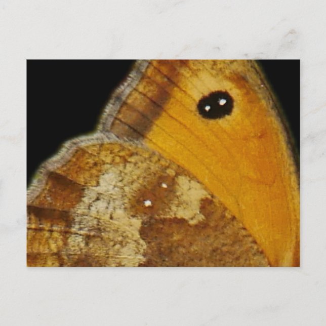 Postal Festiva Postcard de ala mariposa (Anverso)