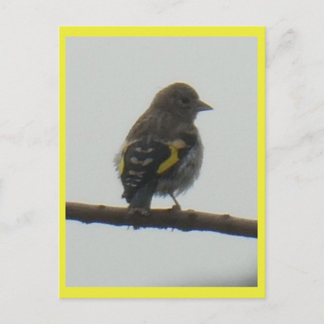 Postal Festiva Postcard de Goldfinch Young DIY (Anverso)