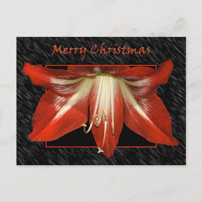 Postal Festiva Postcard de los Navidades de Amaryllis (Anverso)