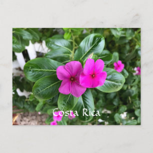 Postal Festiva Postcarta de flores púrpura de Costa Rica