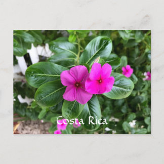 Postal Festiva Postcarta de flores púrpura de Costa Rica