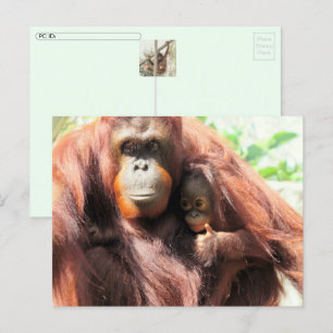 Postal Festiva Postcarta del Día de Orangutan