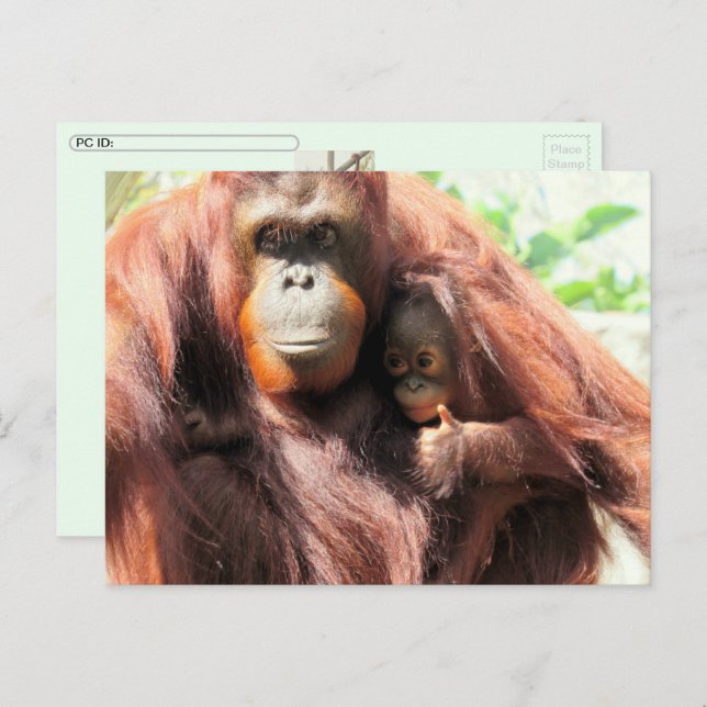 Postal Festiva Postcarta del Día de Orangutan (Anverso / Reverso)