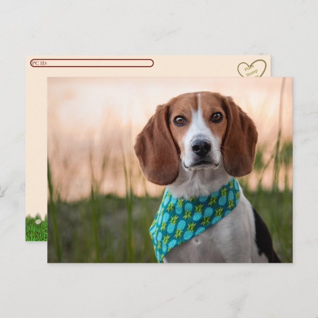 Postal Festiva Postcross - Foxhound Postcard (Anverso / Reverso)