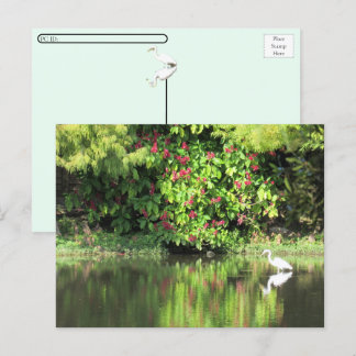 Postal Festiva Postcrossing:  A Great Egret Fishing in the Swamp
