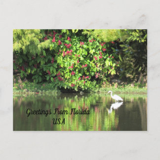 Postal Festiva Postcrossing - Greetings from - Egret Landscape