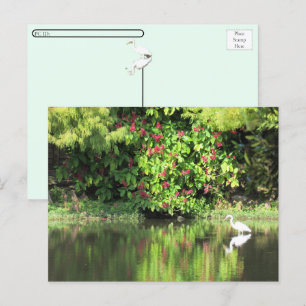 Postal Festiva Postcrossing: una gran garceta pescando en el pant