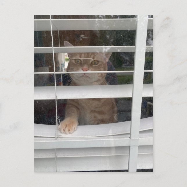 Postal Festiva Postcrossing - Where's Mom Cat Postcard (Anverso)